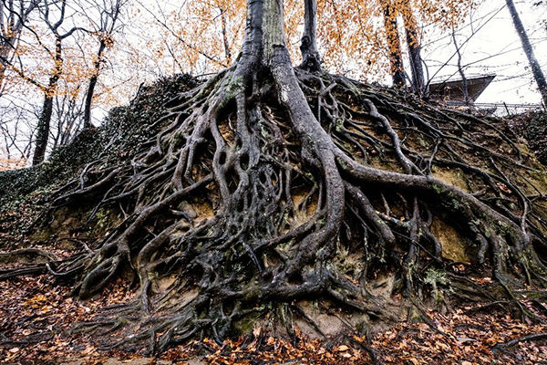 【數學之美】分形——發現隱藏的維度